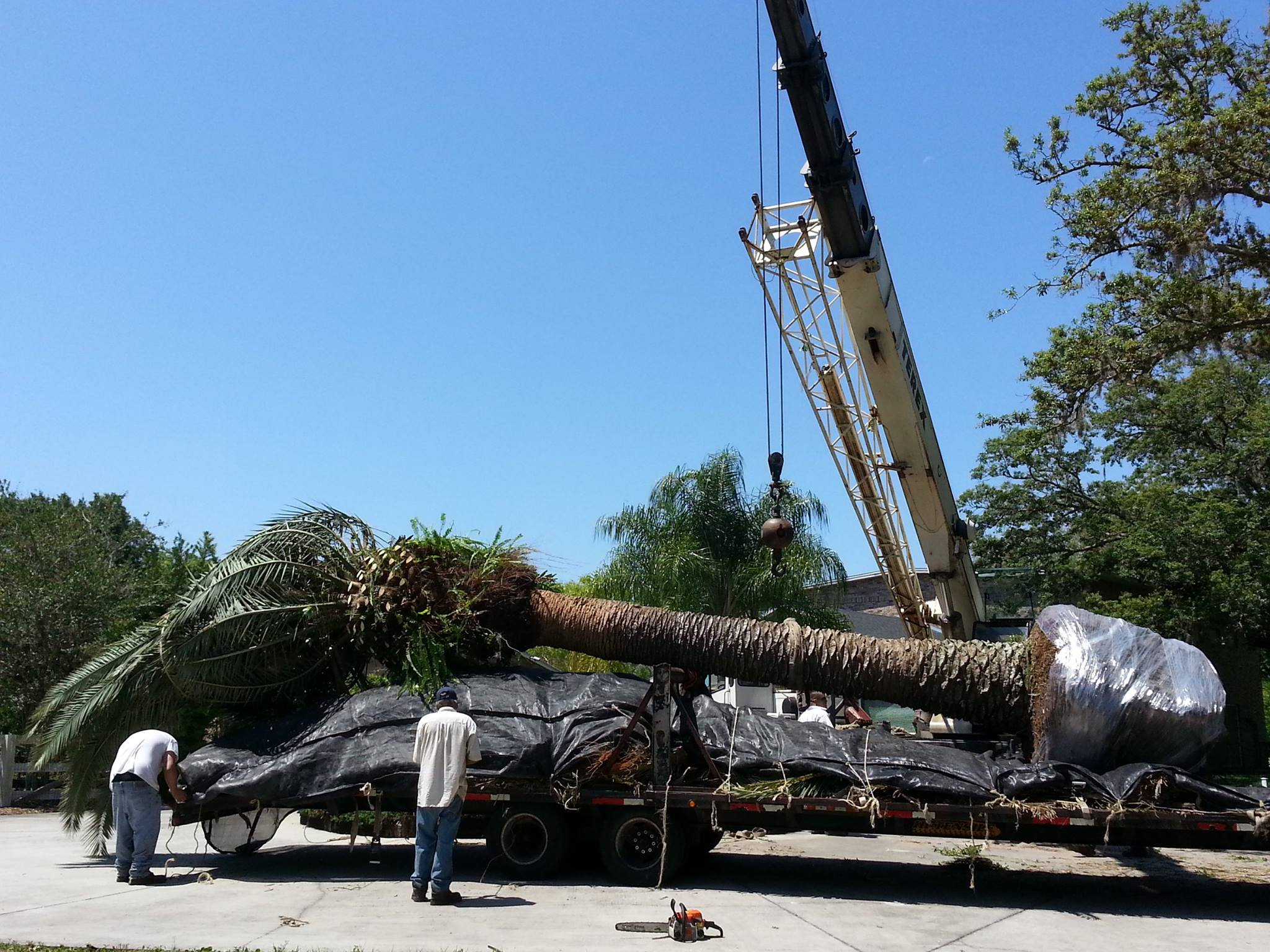 Pompano Beach Wholesale Palm Trees